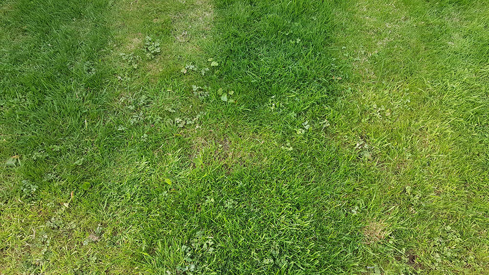 Image: https://www.k9heaven.net/assets/grass/20180518_075245.jpg