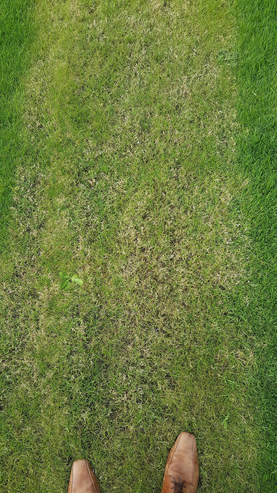 Image: https://www.k9heaven.net/assets/grass/20180518_075302.jpg
