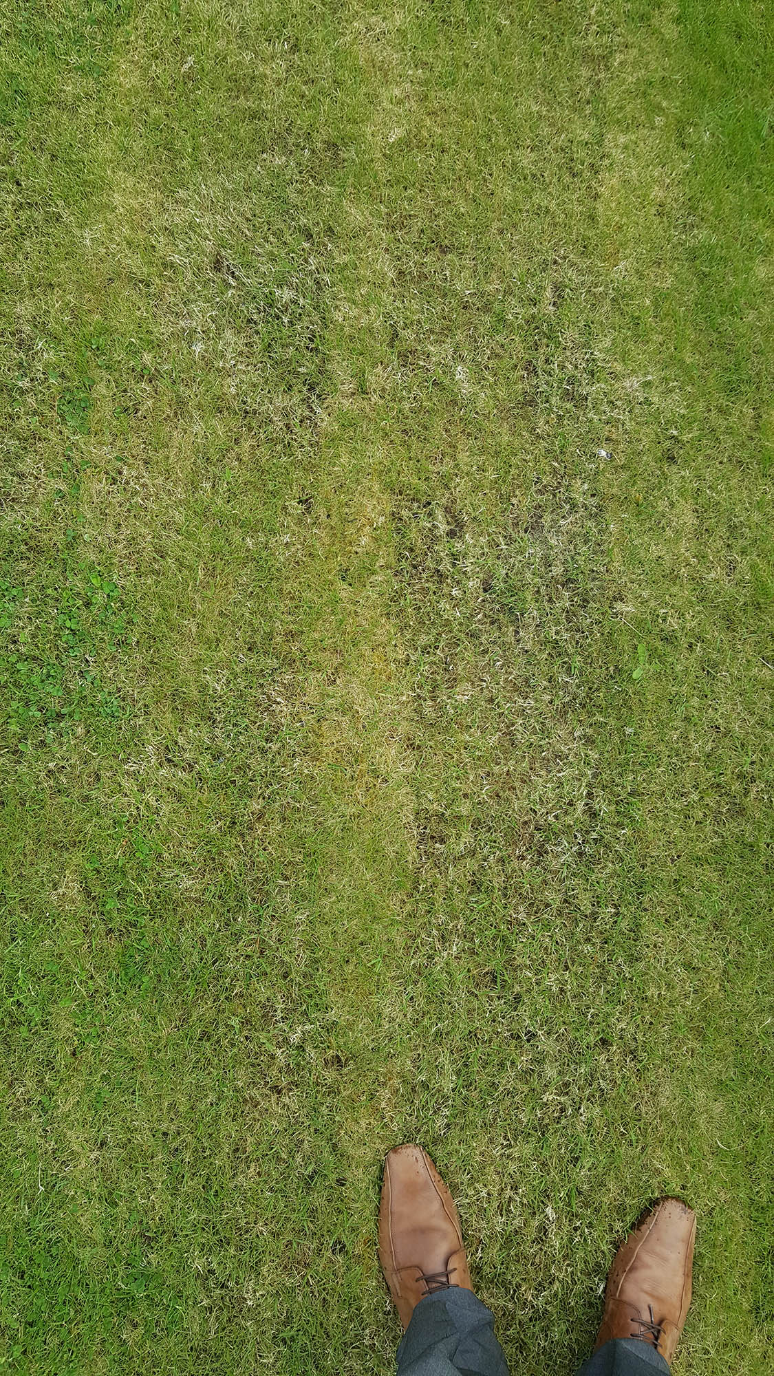 Image: https://www.k9heaven.net/assets/grass/20180518_075334.jpg
